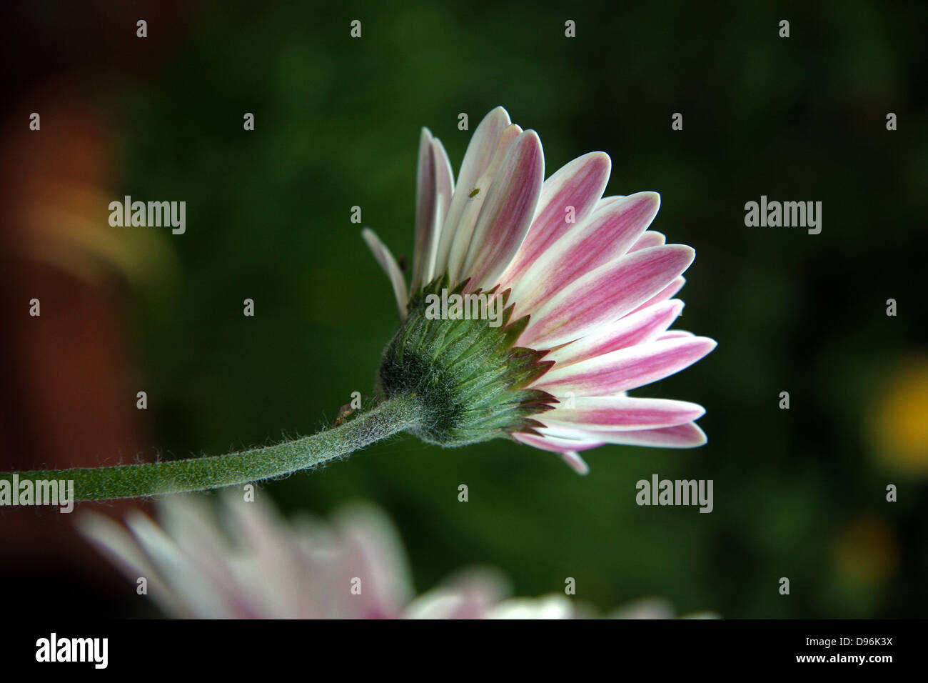 Daisy Flower Einkopf von rosa Osteosperum. Stockfoto