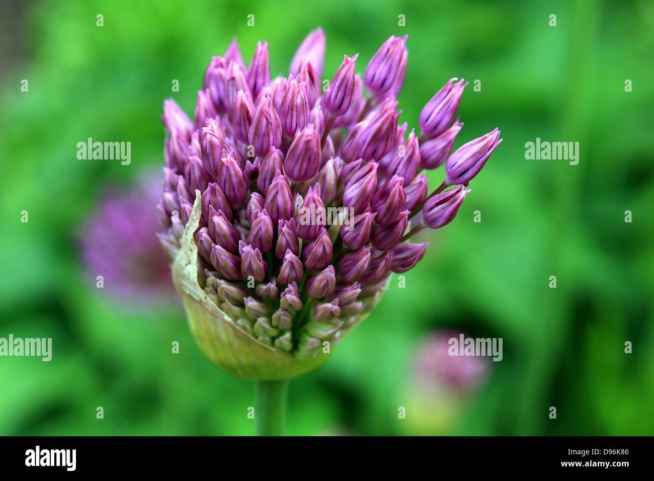 Allium, als es seine blassen lila Blüten öffnen. Stockfoto