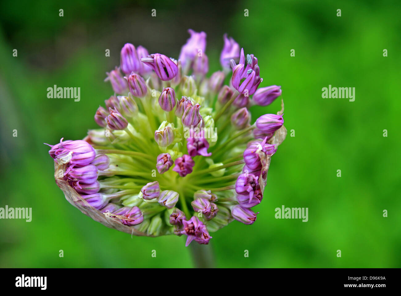 Allium, als es seine blassen lila Blüten öffnen. Stockfoto
