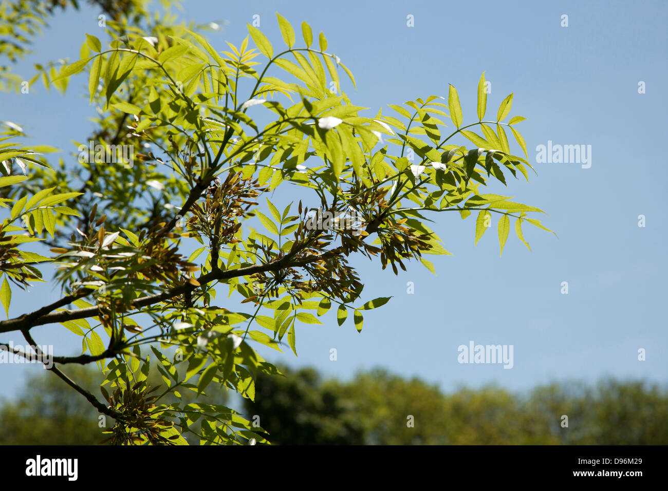 Esche mit Samenköpfe Stockfoto