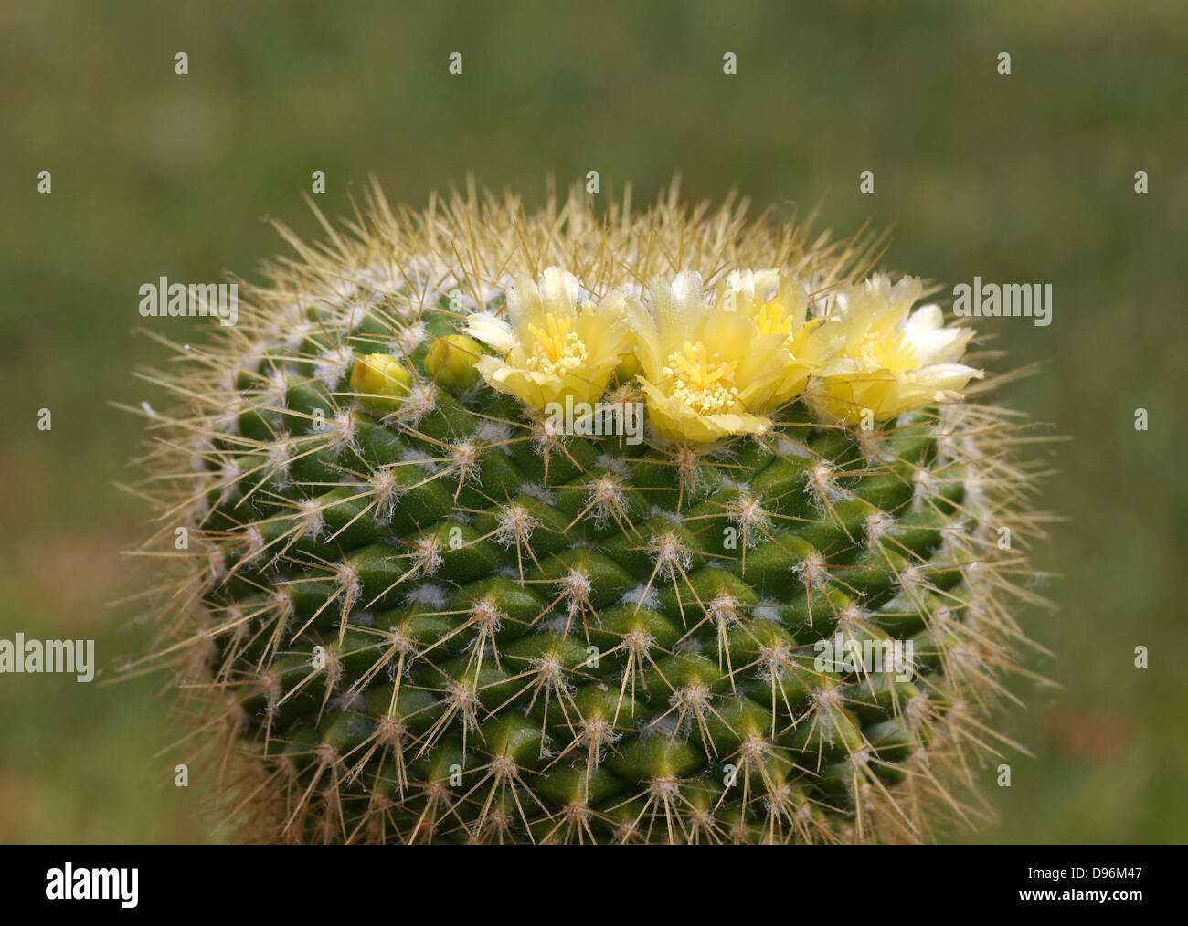 Kaktus, Mammillaria Marksiana, Cactaceae. Stockfoto