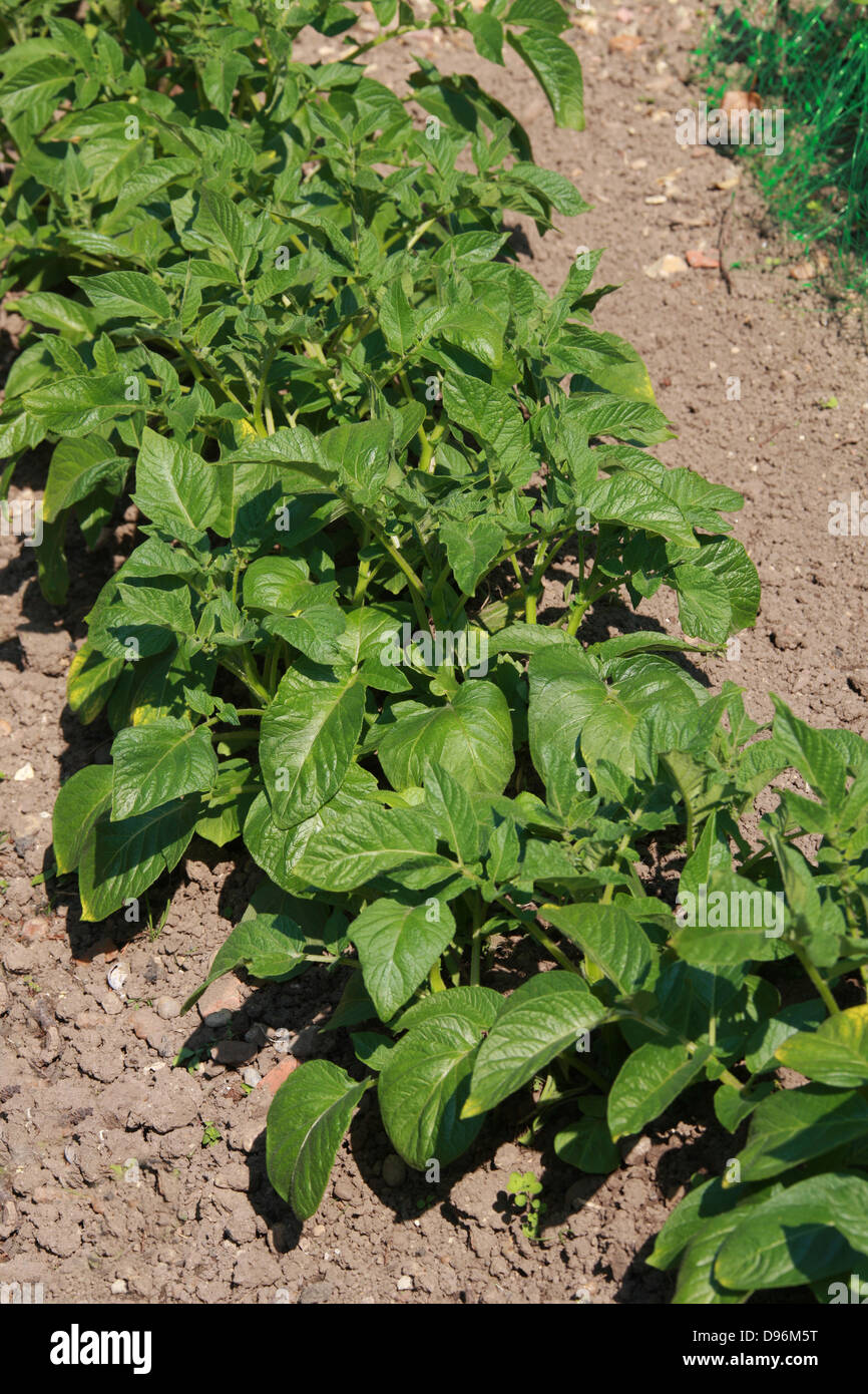 Junge Kartoffelpflanzen wachsen in einen englischen Garten. Solanum Tuberosum, Solanaceae Stockfoto