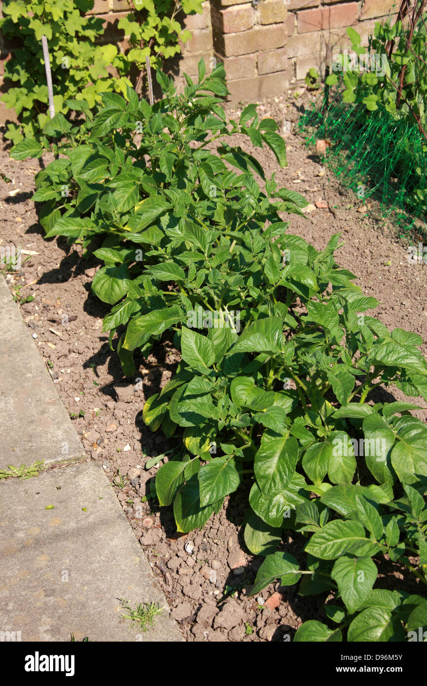 Junge Kartoffelpflanzen wachsen in einen englischen Garten. Solanum Tuberosum, Solanaceae. Stockfoto