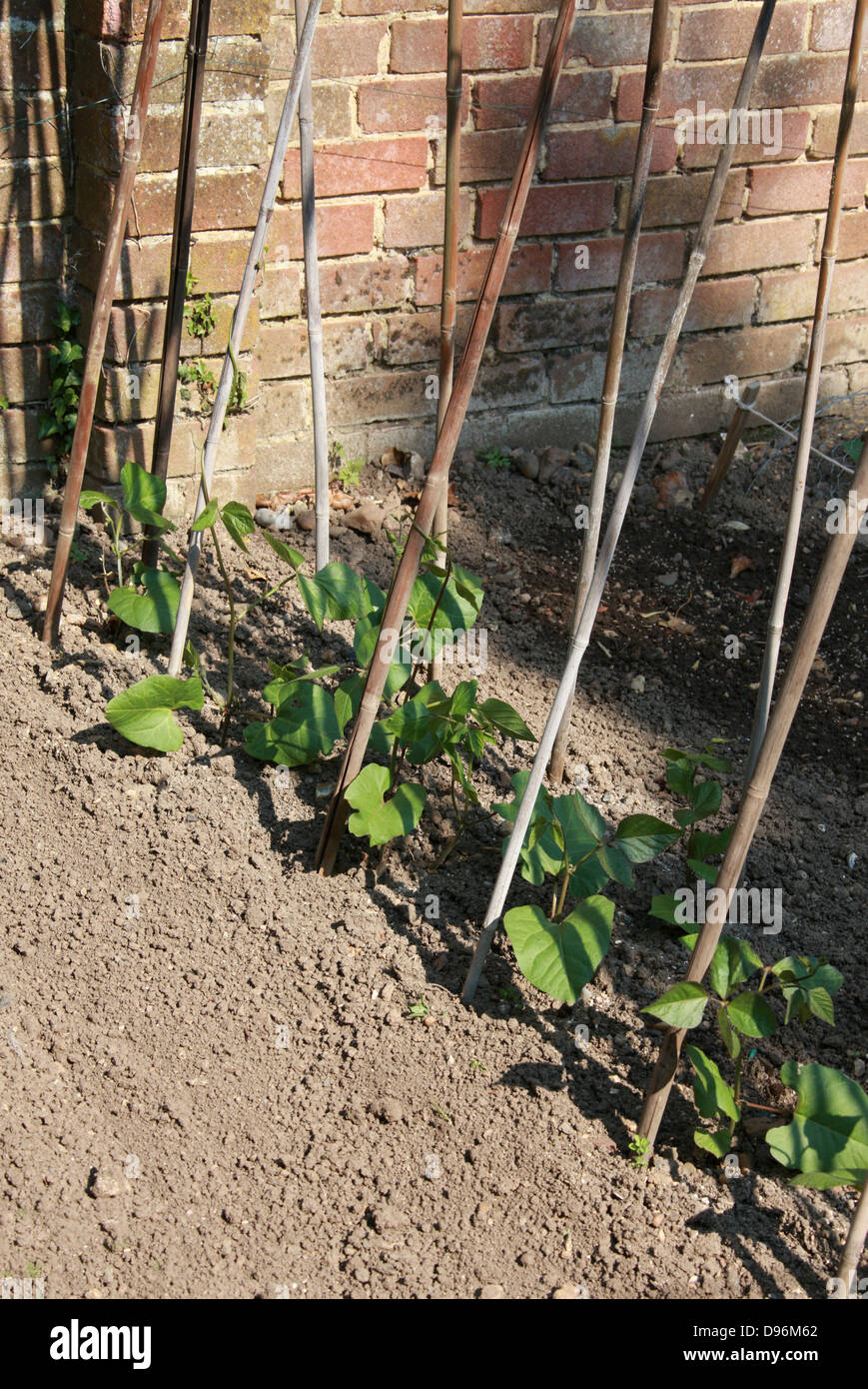 Junge Runner Bean Pflanzen Unterstützung Bambusstöcke in einen englischen Garten aufwachsen. Stockfoto