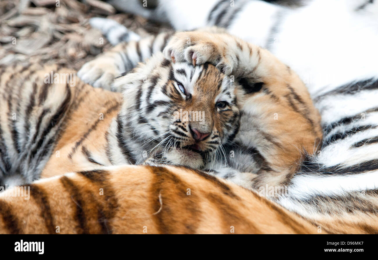 Amur Tiger Cub Spiel kämpfen mit Geschwistern Stockfoto