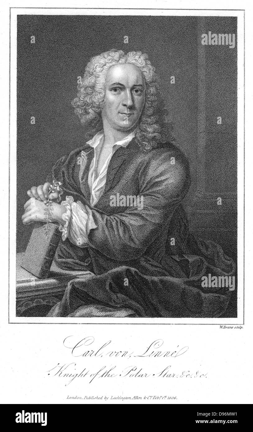 Carl von Linné (Carl von Linne - 1707-1778). Schwedischen Naturforscher gezeigt halten einen Zweig von Linnea Borealis. Gravur Stockfoto