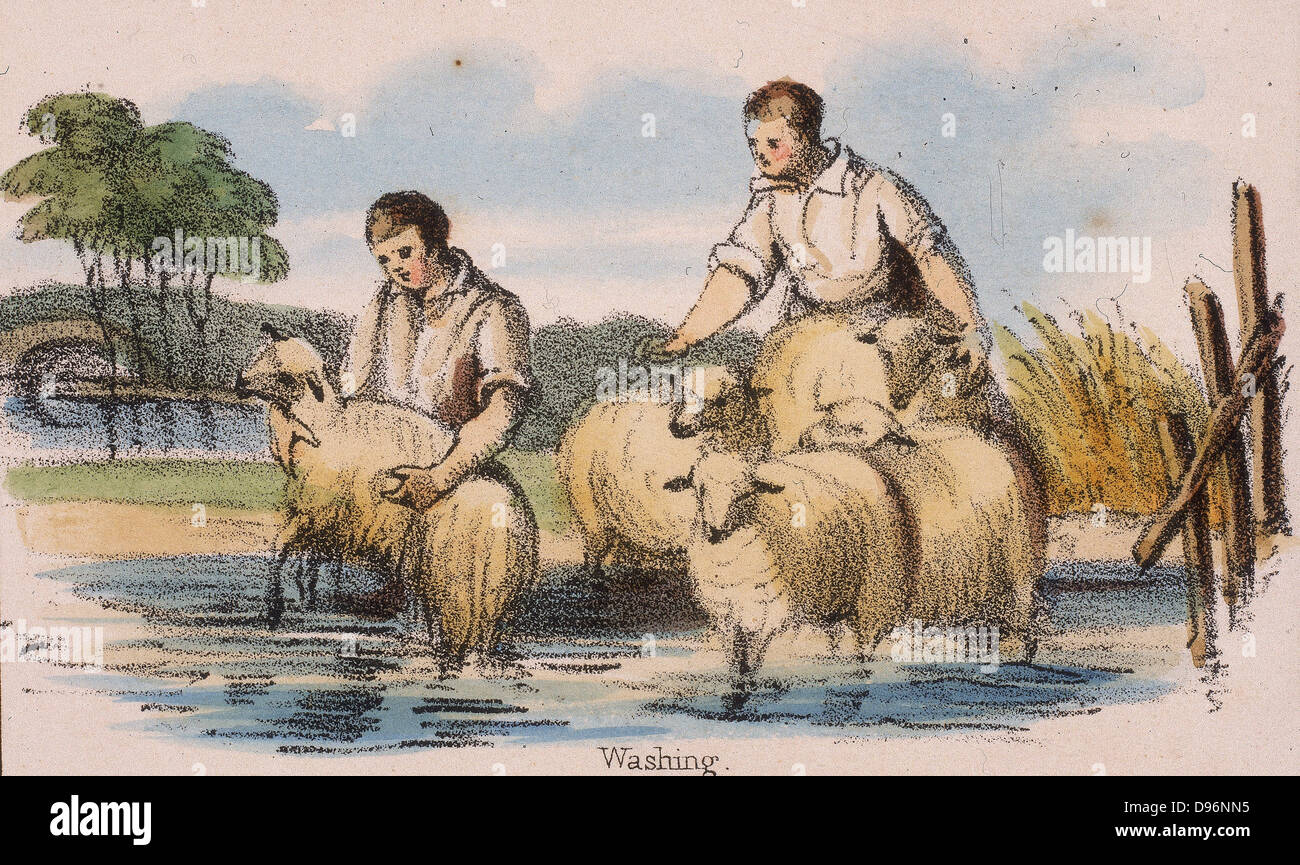 Dippen oder Schafe waschen. Von "Grafischen Abbildungen von Tieren und deren Utility für den Menschen" London, c1850. Stockfoto