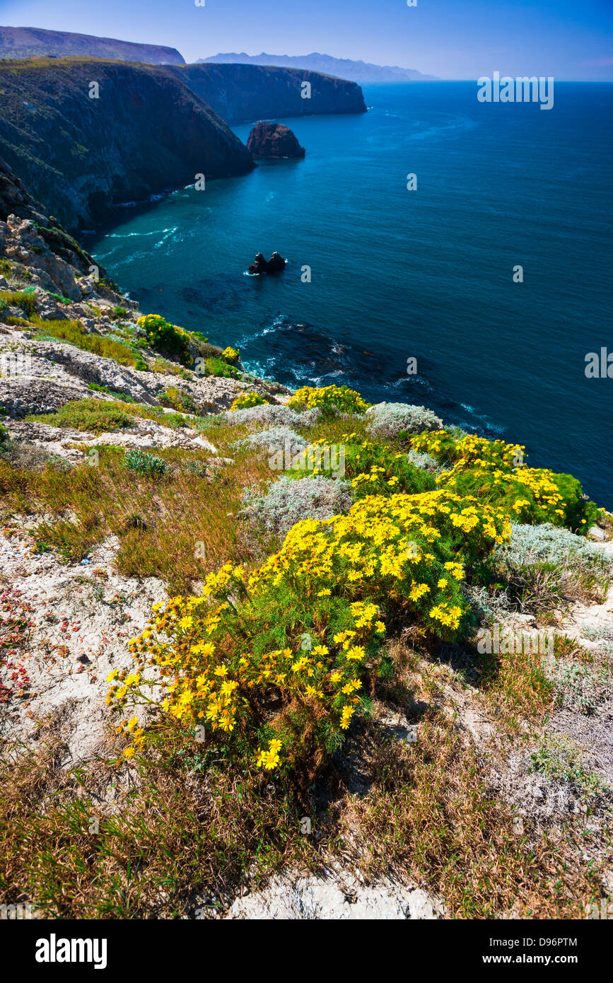 Giant Coreopsis am Punkt der Höhle, Insel Santa Cruz, Channel Islands Nationalpark, Kalifornien USA Stockfoto