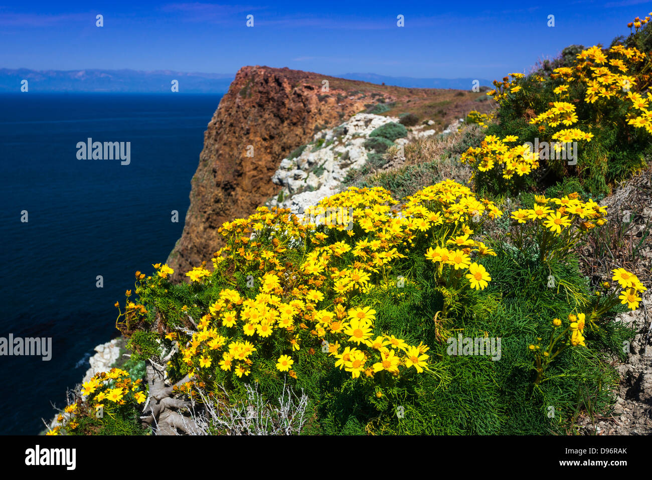 Giant Coreopsis am Punkt der Höhle, Insel Santa Cruz, Channel Islands Nationalpark, Kalifornien USA Stockfoto