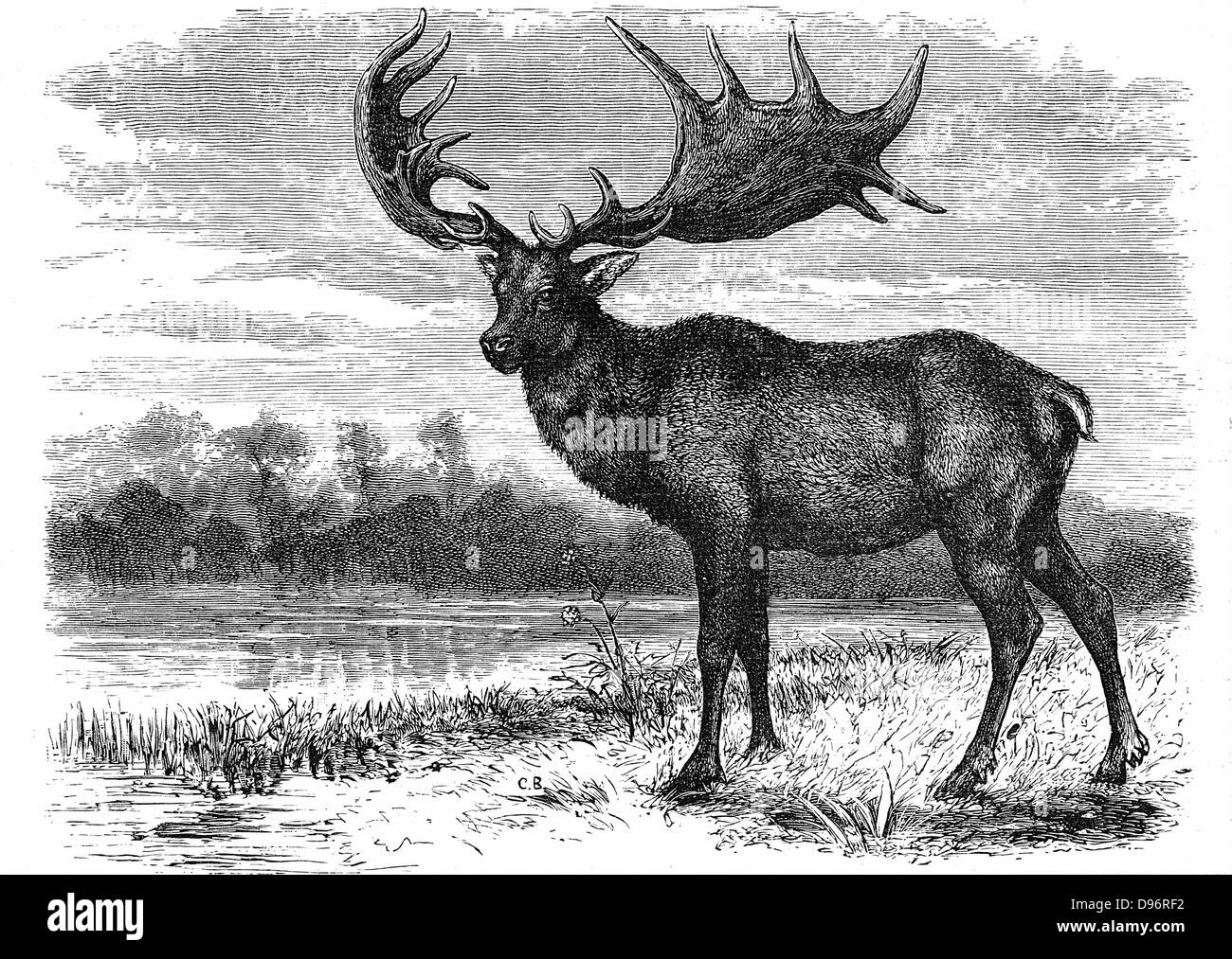 Wiederaufbau der Irische Elch (megaloceros), ausgestorbene Gattung gefunden als Fossilien in Asien und Europa, eine ähnliche Größe zu modernen Elch. Größten Exemplare aus Dänemark und Irland hatte Geweih 4 Meter breit. Pleistozän (2.500.000 bis 10.000 Jahren). Holzstich c 1880. Stockfoto