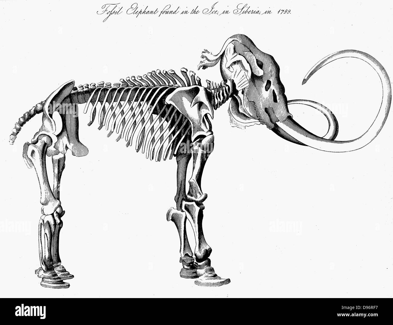 Mammuts (Mammuthis) Skelett, ca. 3 m (9 ft) hoch 5,5m (16 ft) langen, im Eis in Sibirien im Jahre 1799 entdeckt. Ausgestorbene Gattung der Elefant aus dem Pleistozän (2.500.000 bis 10.000 Jahre vor heute) in fossilen Ablagerungen und in Nordeuropa als 30.000 Jahre alten gefroren Schlachtkörper in schmelzenden Gletschern gefunden. Gravur von George Leopold Cuvier "Animal Kingdom" London 1830. Stockfoto