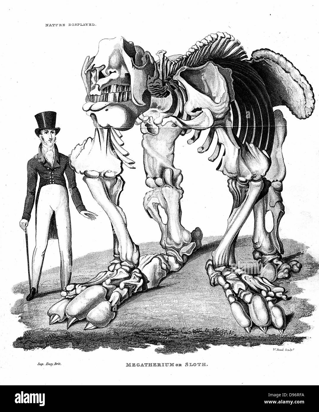 Skelett von Megatherium, erloschenen giant Ground Sloth von Südamerika: Pflanzenfresser. Dieses Muster in Paraguay c 1796 gefunden. Lithographie veröffentlicht London 1823 Stockfoto