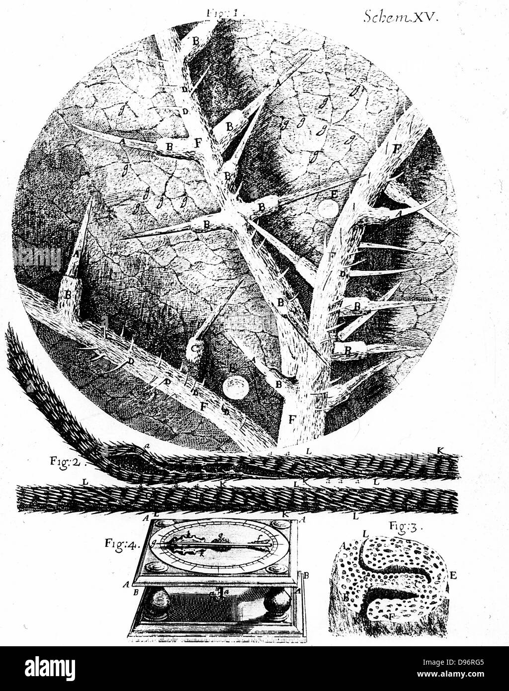 1: die Unterseite der Brennessel Blatt 2: Bart von Wild Oat in das hookesche Hygrometer verwendet. 3: Abschnitt von Wild Oat. 4: Das hookesche Hygrometer. Von Robert Hooke 'Micrographia' London 1665. Gravur. Stockfoto