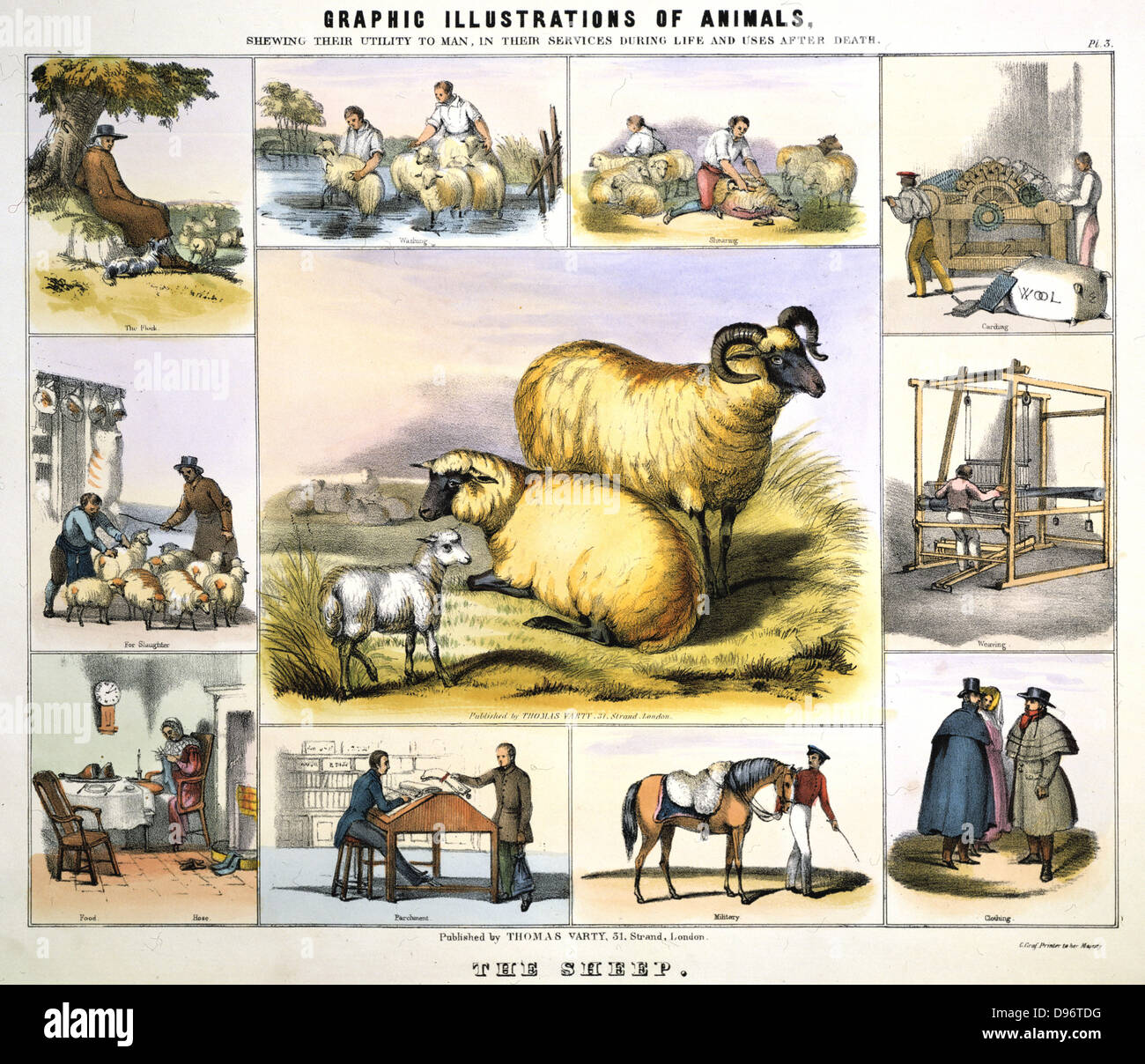Schafe: Hirt und Herde; Tauchen; Scheren; Wolle Ffood. Das Bild ist von schwarzen Gesicht Rasse. Handcolorierte Lithographie veröffentlicht c 1850. Von "Grafische Abbildungen von Tieren und ihren Nutzen für den Menschen" Stockfoto