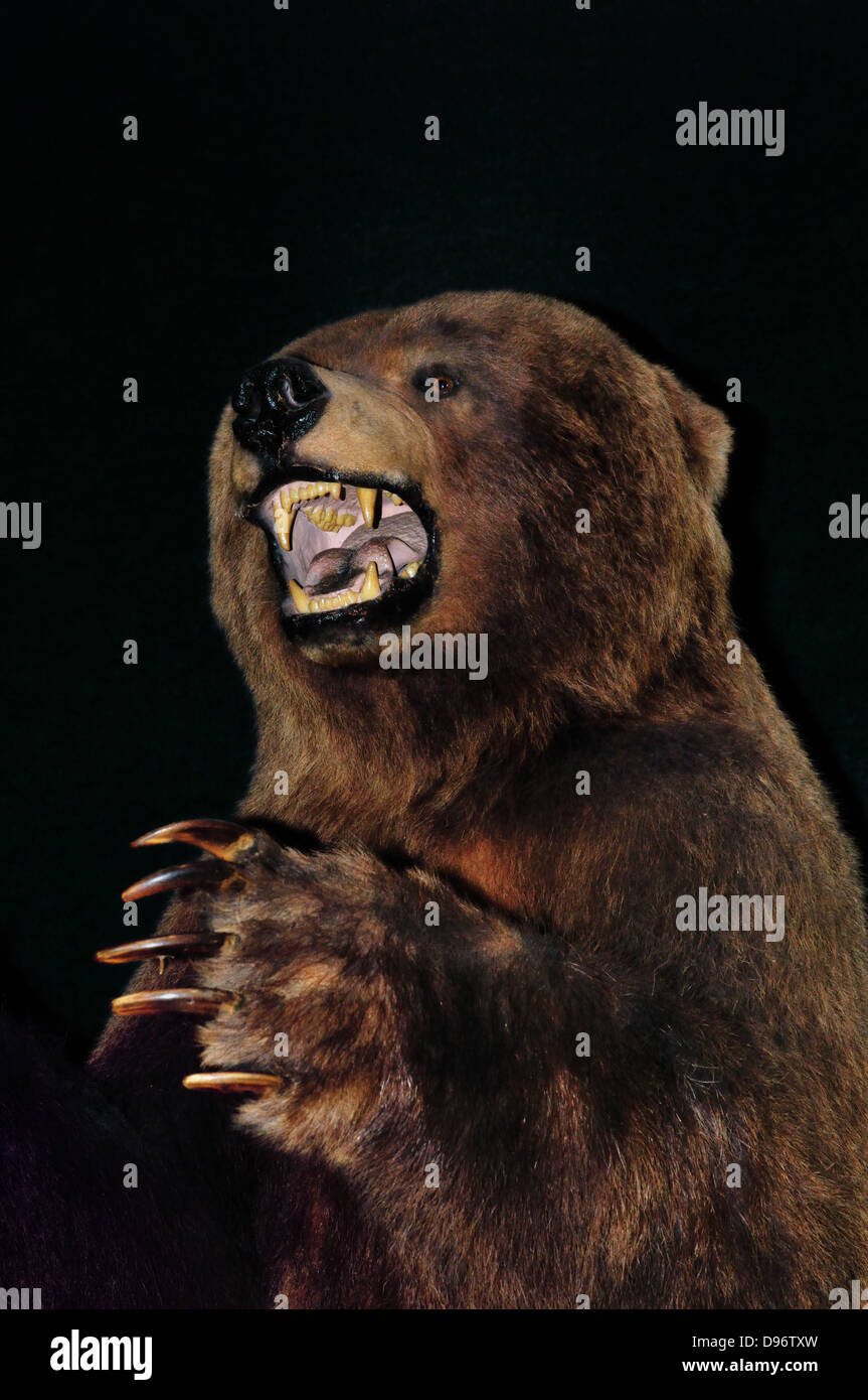 Großer Teddybär Grizzly auf Anzeige am Delaware Museum of Natural History, Wilmington Stockfoto