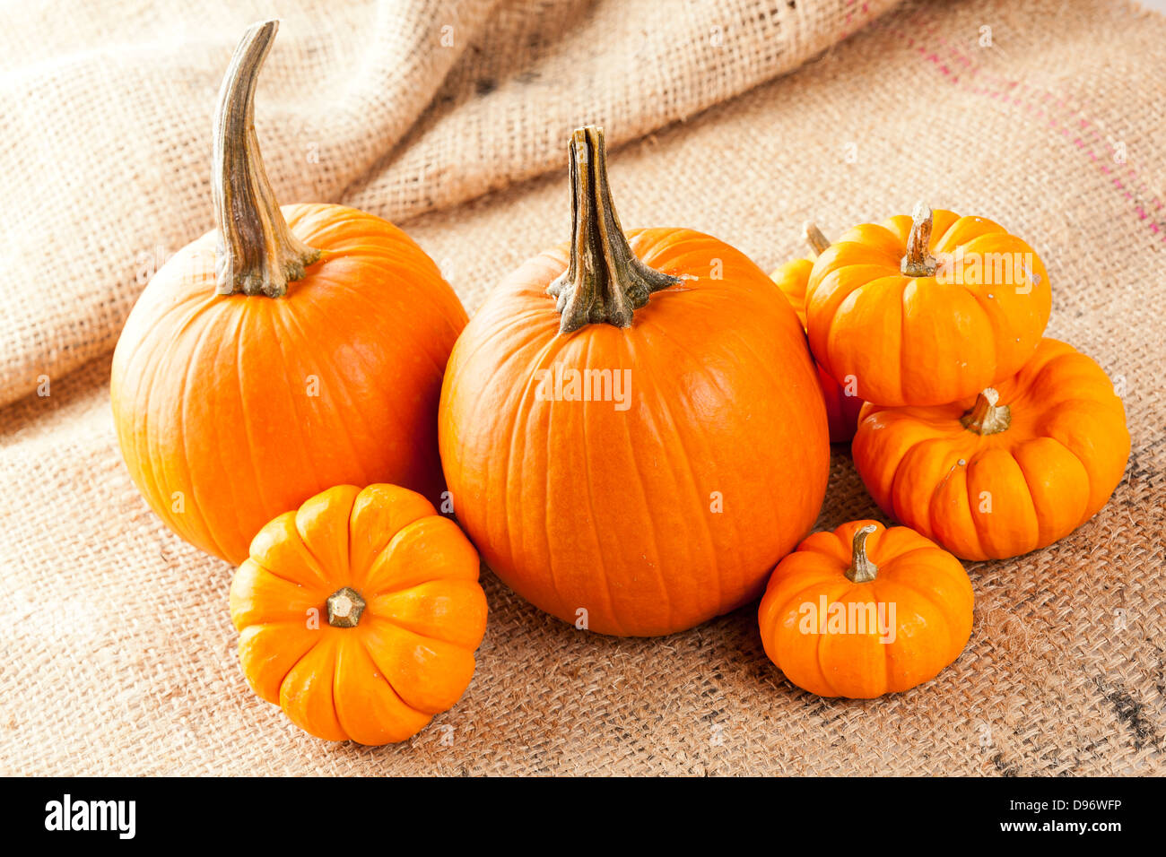 Frische Orange Bio Kürbis vor dem Hintergrund Stockfoto