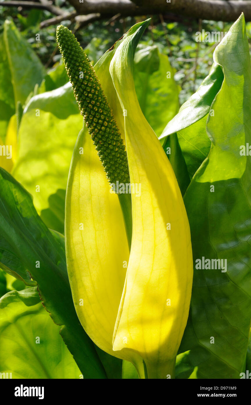 Gelbe Arum Skunk Cabbage Sumpf Laterne zurück Stockfoto