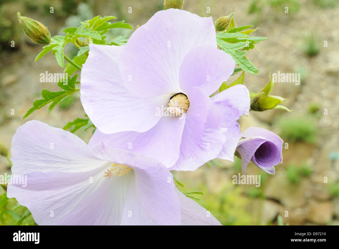 Lila Blüten Hibiscus Alyogyne Huegelii Blumen Stockfoto