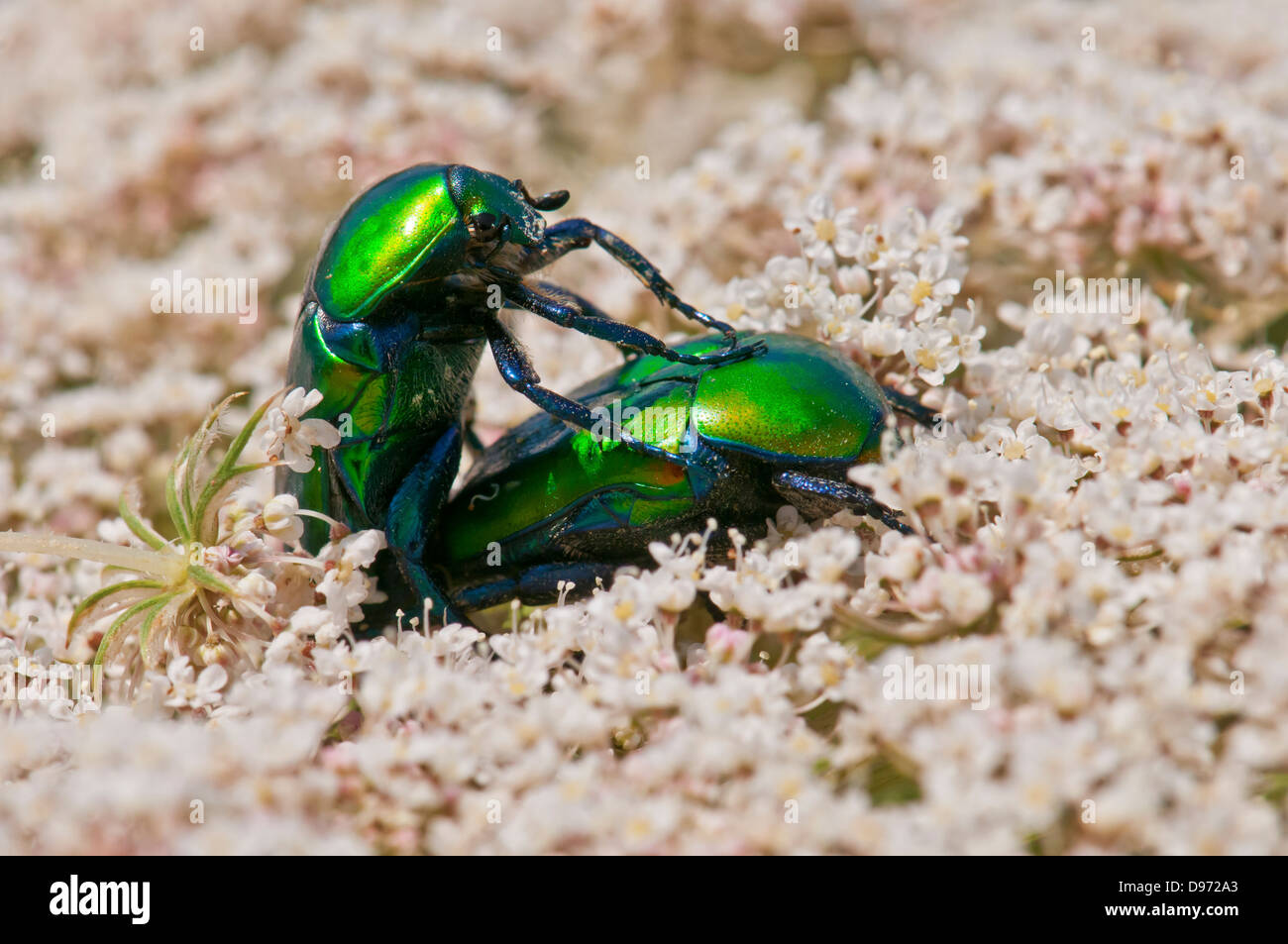 Skarabäus-Käfer, Protaetia, Paarung Stockfoto