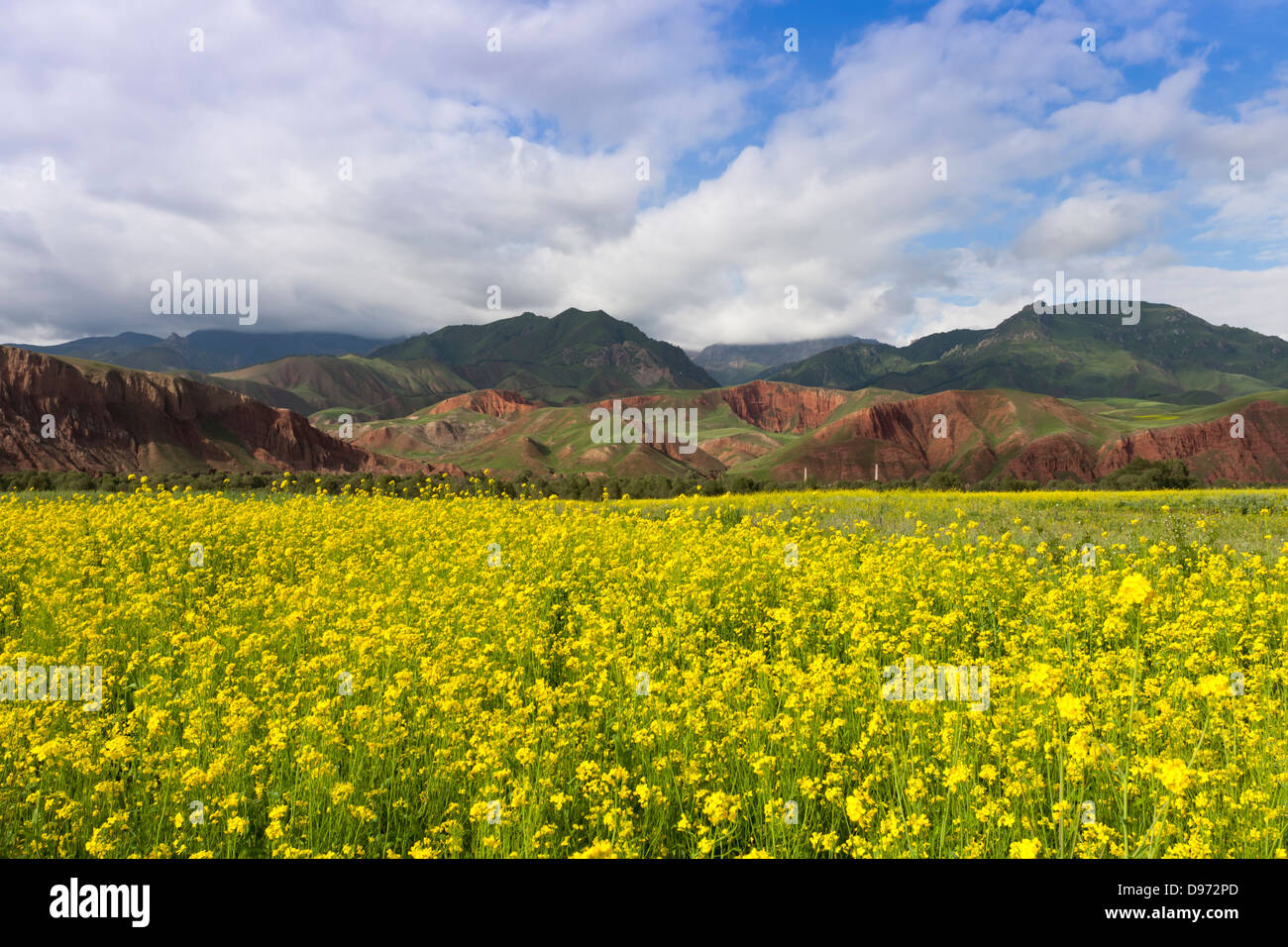 Raps Feld, roter Berg als Hintergrund. Stockfoto