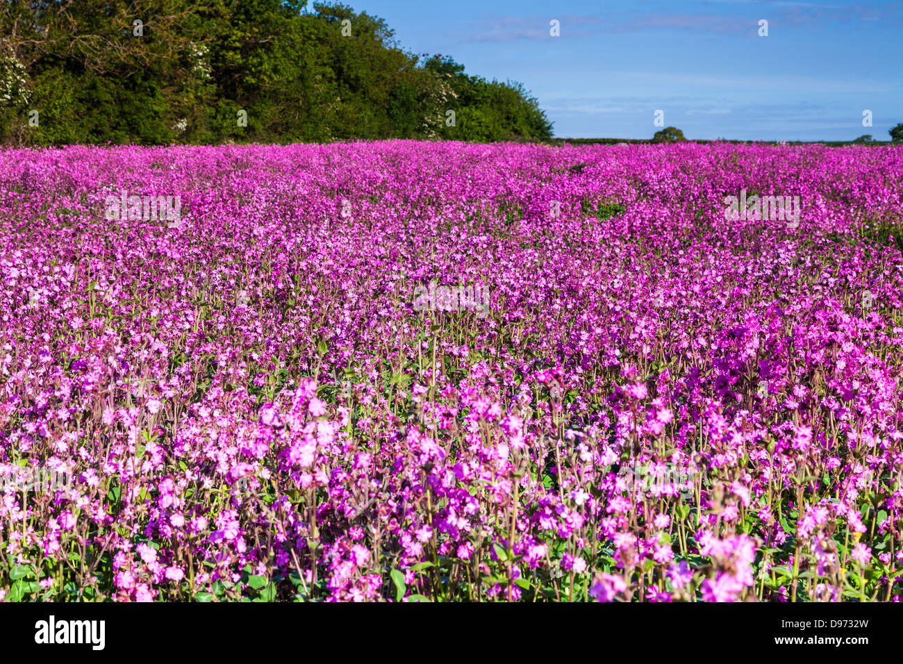 Ein Feld von Red Campion (Silene Dioica) in den Cotswolds. Stockfoto