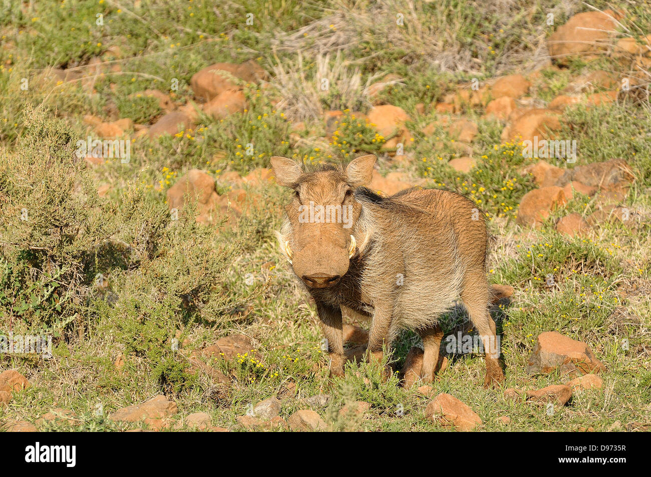 Warze Hog Phacochoerus Africanus weibliche fotografiert in Mokala National Park, Südafrika Stockfoto
