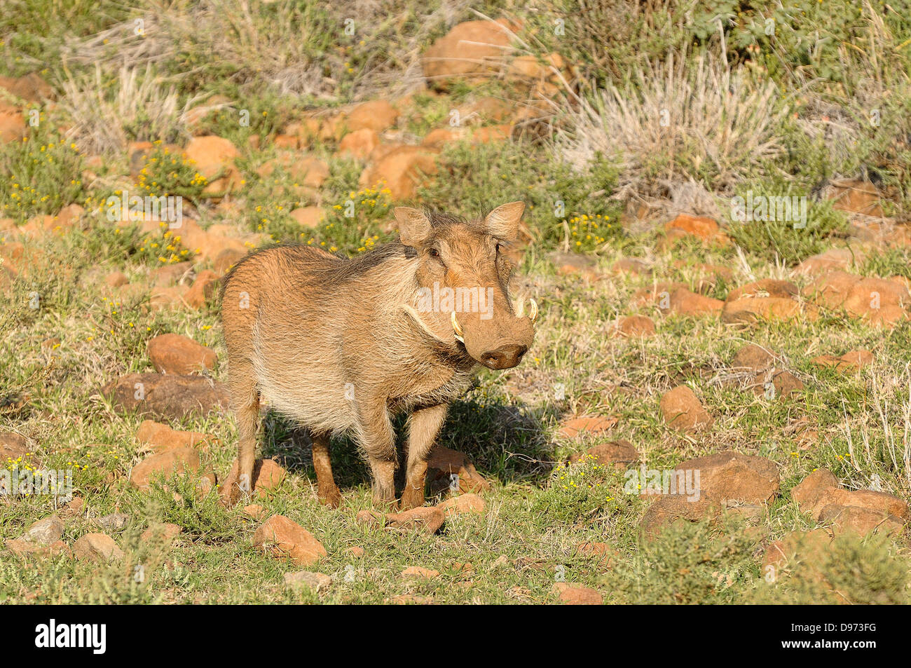 Warze Hog Phacochoerus Africanus fotografiert in Mokala National Park, Südafrika Stockfoto