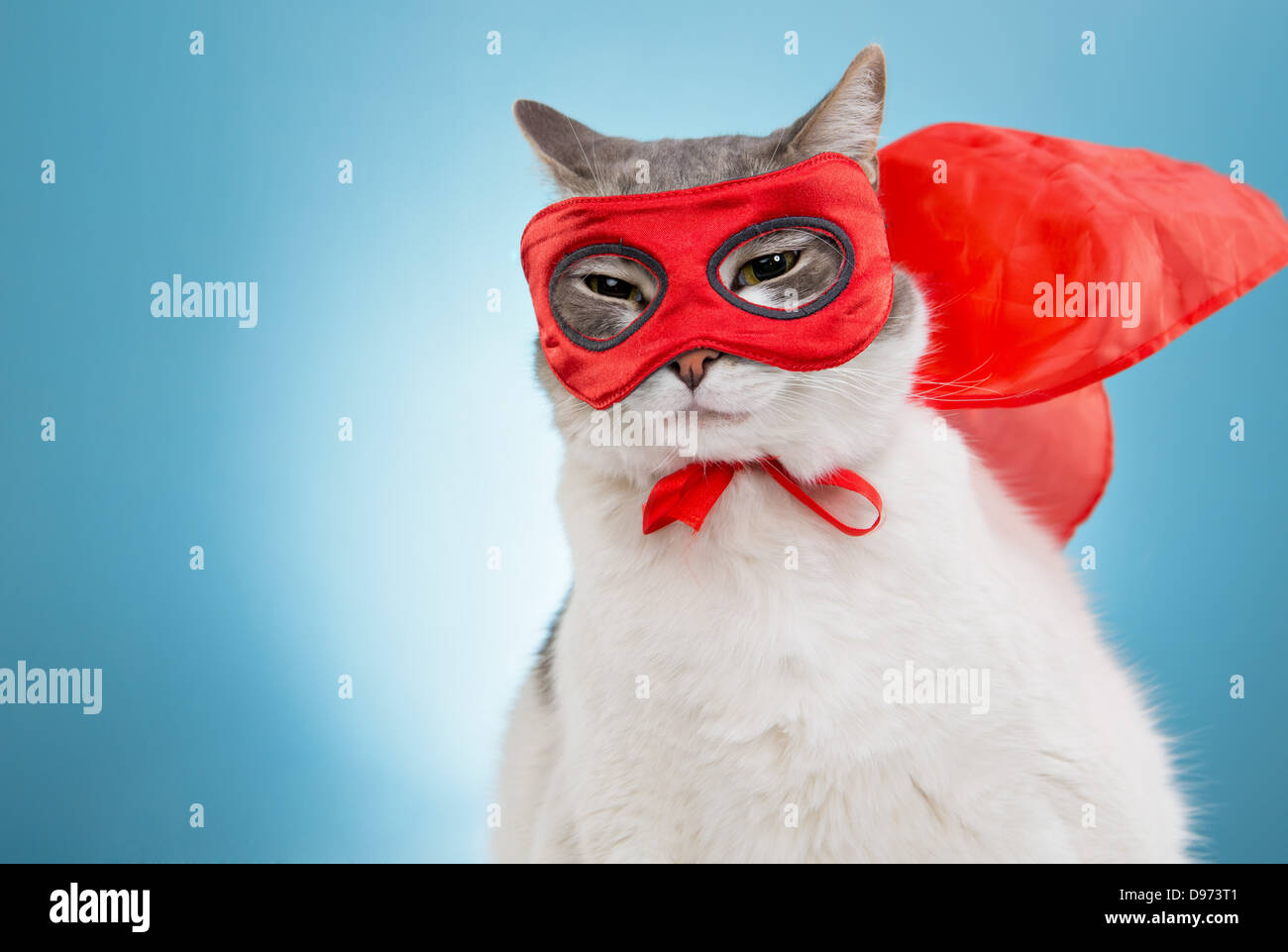 Katze im roten Umhang und Maske im Studio vor blauem Hintergrund geschmückt Stockfoto