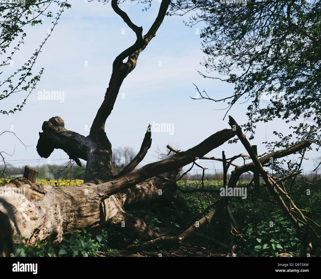 UMGESTÜRZTER BAUM IN WILTSHIRE ENGLAND Stockfoto