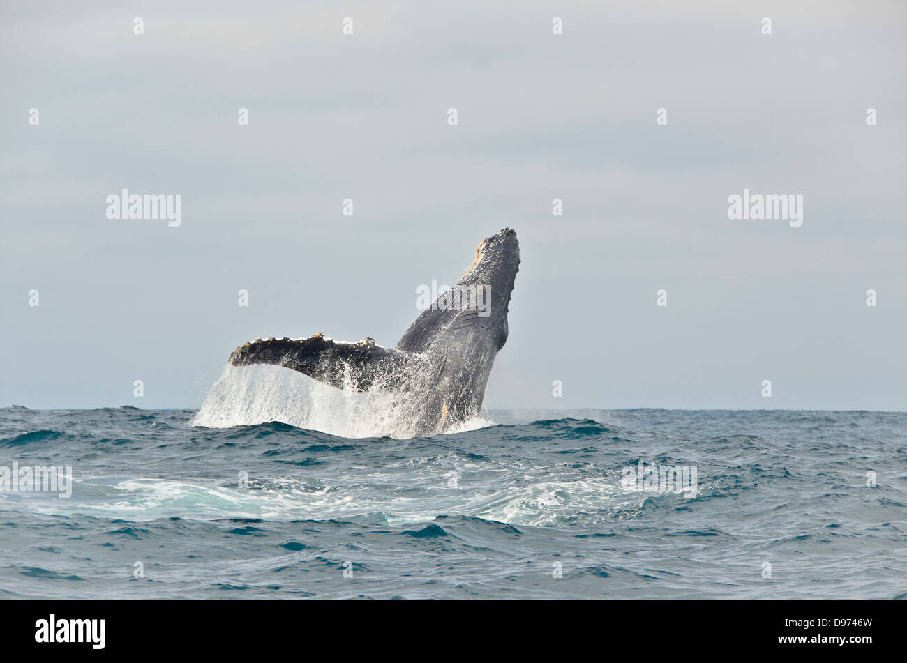 Ecuador, Buckelwal in Wasser springen Stockfoto