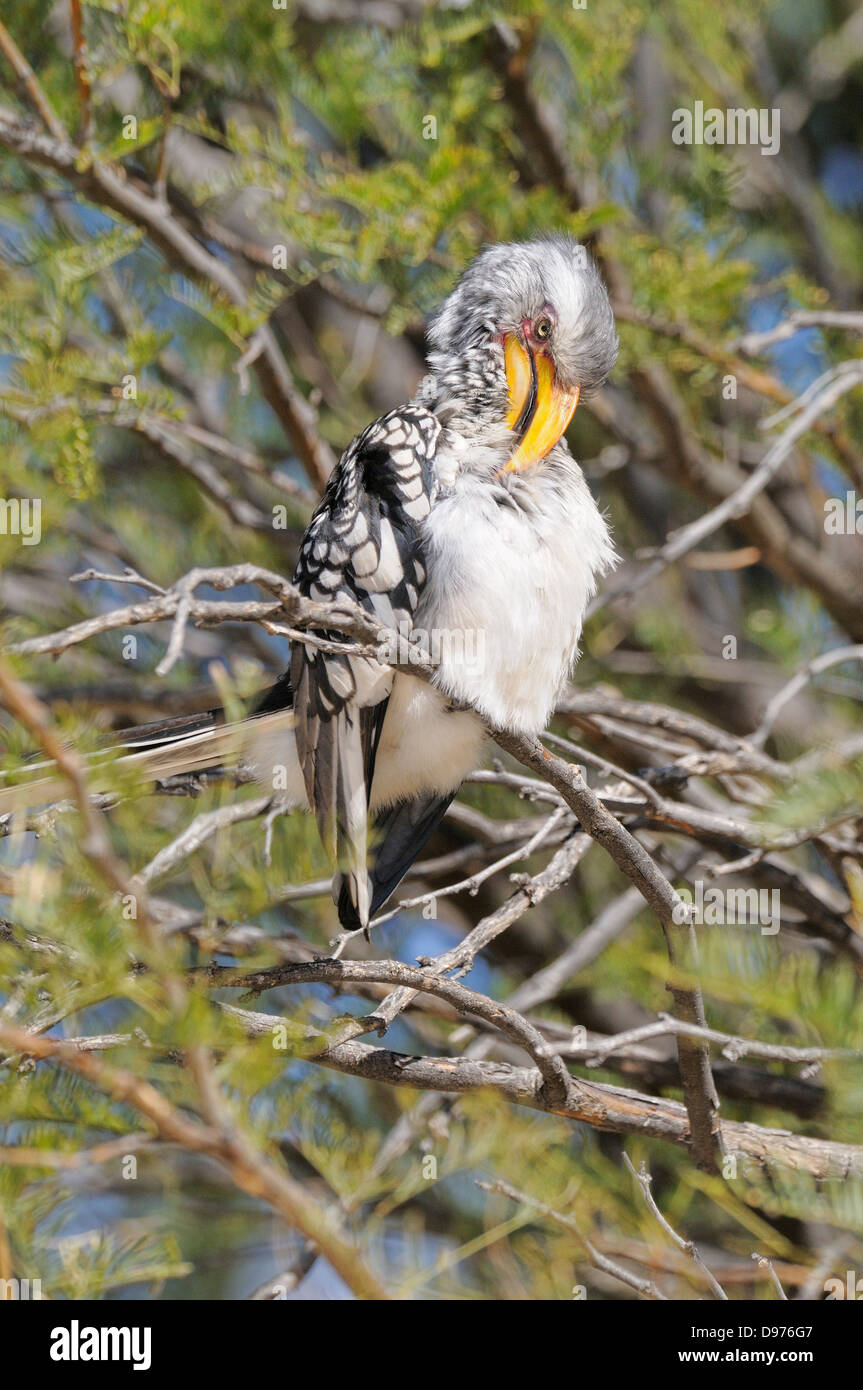 Southern Yellow-billed Hornbill Tockus Leucomelas Preening fotografiert in Kgalagadi Nationalpark, Südafrika Stockfoto