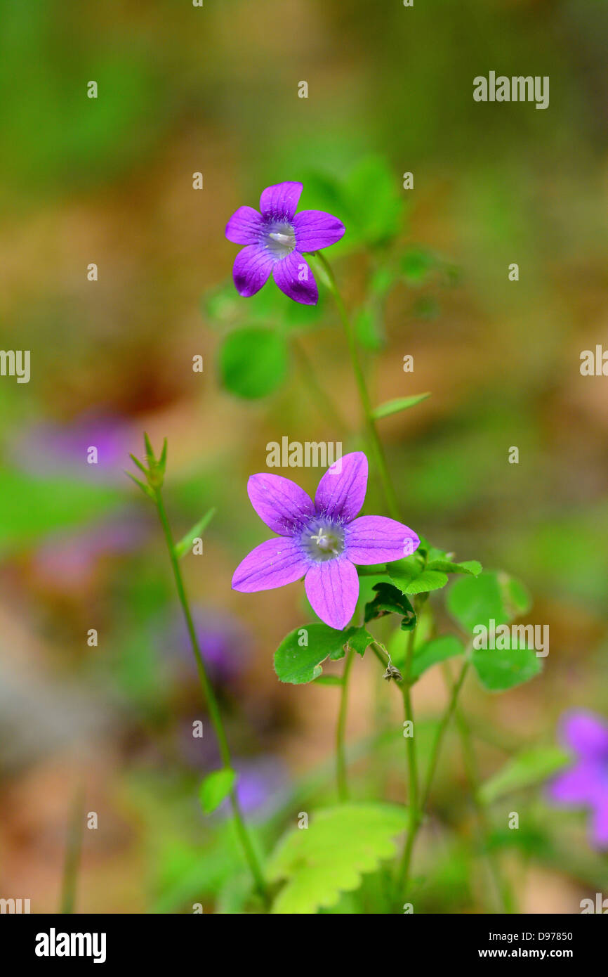 Campanula - Glockenblume Blumen Stockfoto