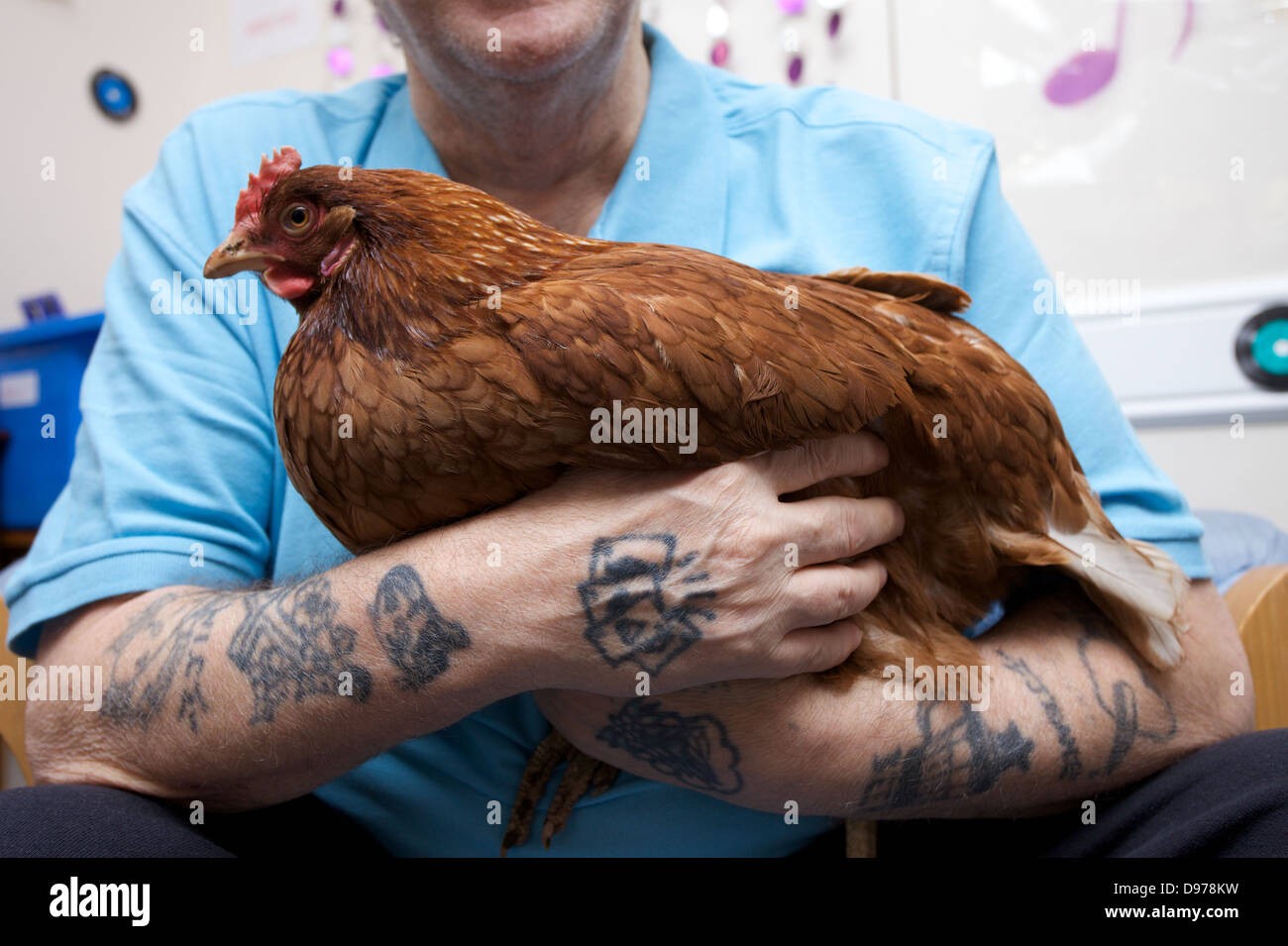 Ein Mann mit Tattoos auf den Armen hält eine Henne Stockfoto