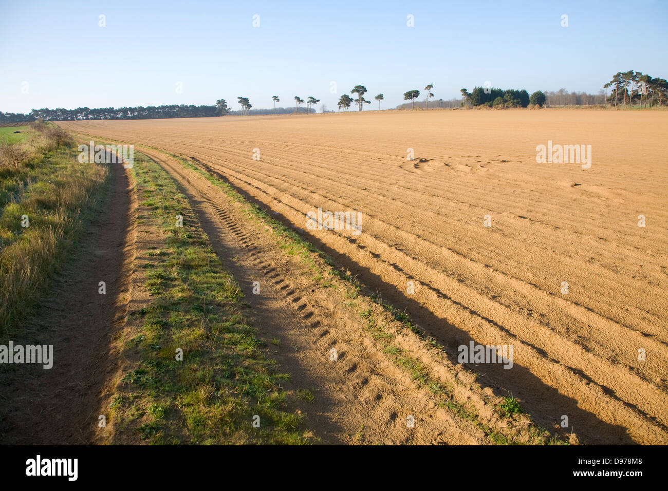 Zu beschriftet werden nach der Bearbeitung Track Kreuzung sandigen Bereichen Ackerland auf Suffolk Sandlings, Alderton, Suffolk, England Stockfoto