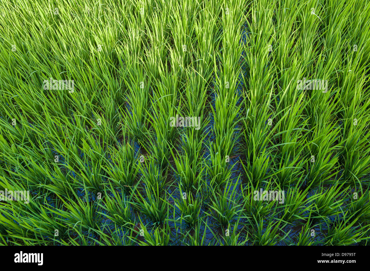 Reisfelder von Bali, Indonesien Stockfoto