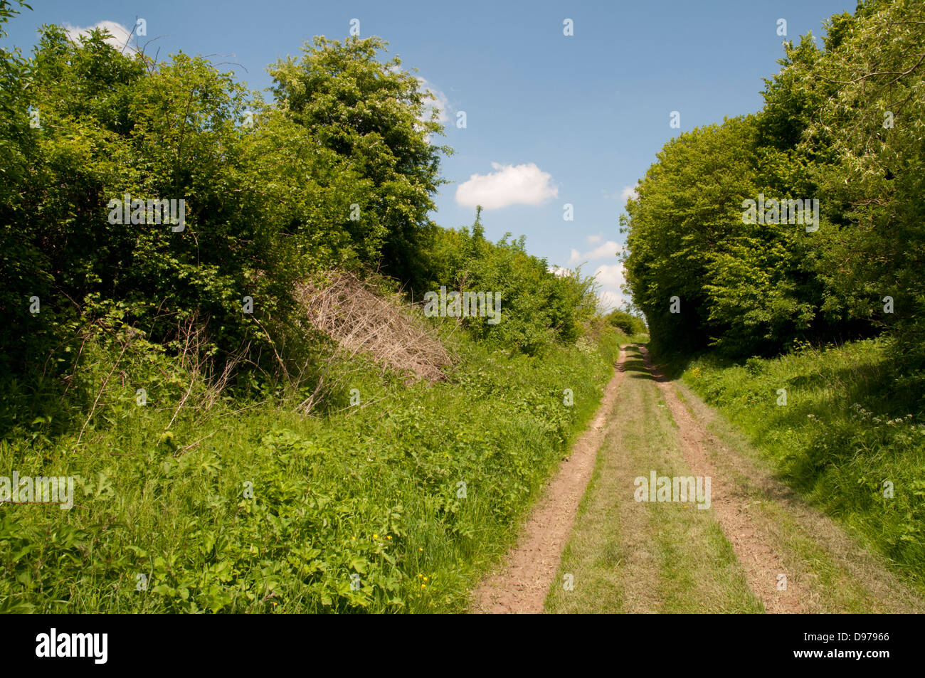 Die versunkene Lane, wo Goeffrey Malins Lancashire Fusiliers am 1. Tag der Schlacht von The Somme gedreht. Picardie, Frankreich Stockfoto