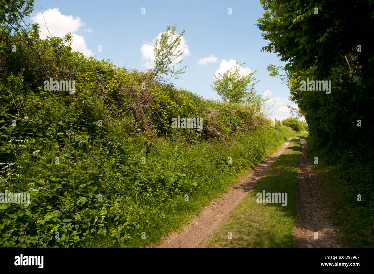 Die versunkene Lane, wo Goeffrey Malins Lancashire Fusiliers am 1. Tag der Schlacht von The Somme gedreht. Picardie, Frankreich Stockfoto