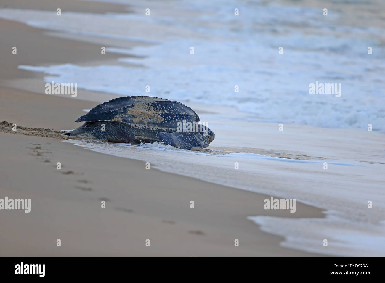 Lederschildkröte (Dermochelys Coriacea) Stockfoto
