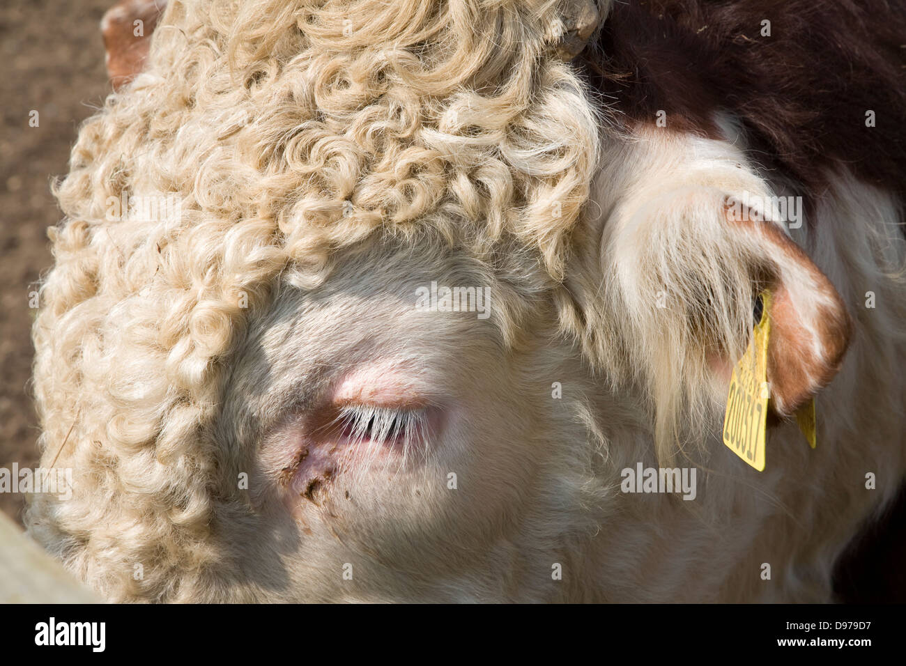 Nahaufnahme des Kopfes von Bullock in einer Herde von reinen Hereford-Rinder bei Boyton Sümpfe, Suffolk, England Stockfoto