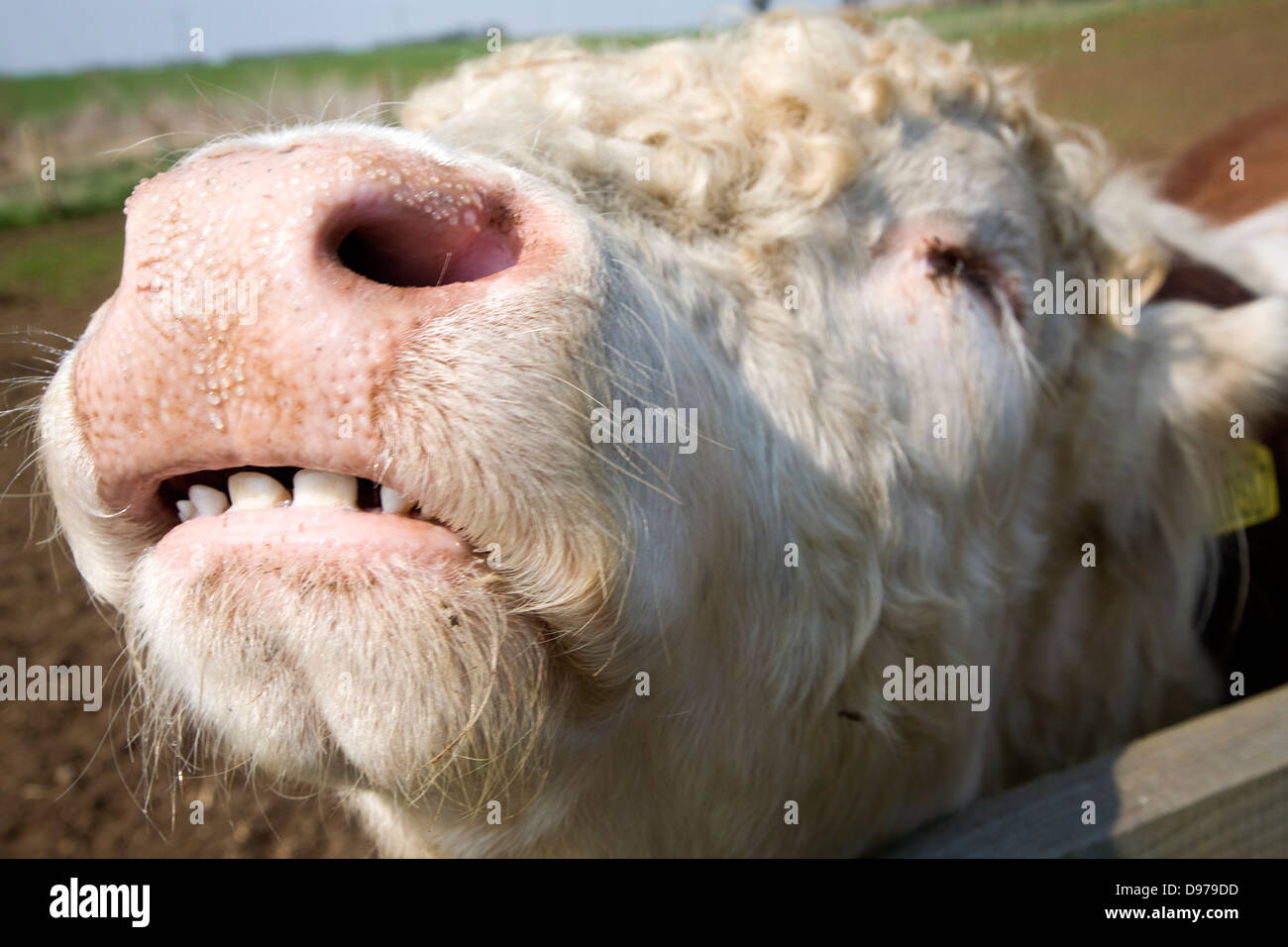 Bullock Mund und Nase Nahaufnahme in einer Herde von reinen Hereford-Rinder bei Boyton Sümpfe, Suffolk, England Stockfoto