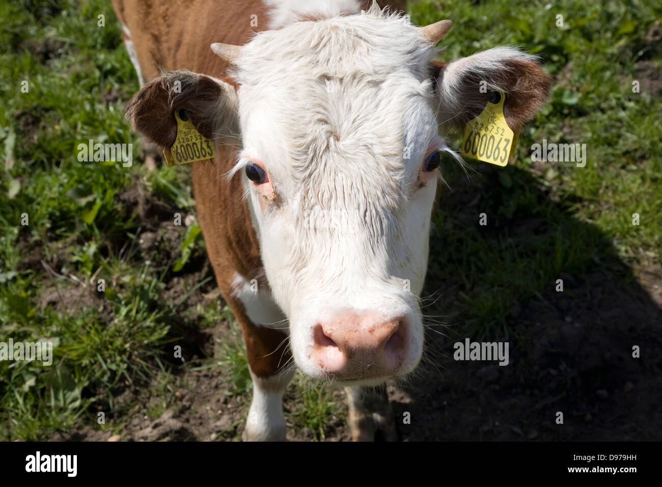 Kalb mit Ohrmarken in einer Herde von reinen Hereford-Rinder bei Boyton Sümpfe, Suffolk, England Stockfoto