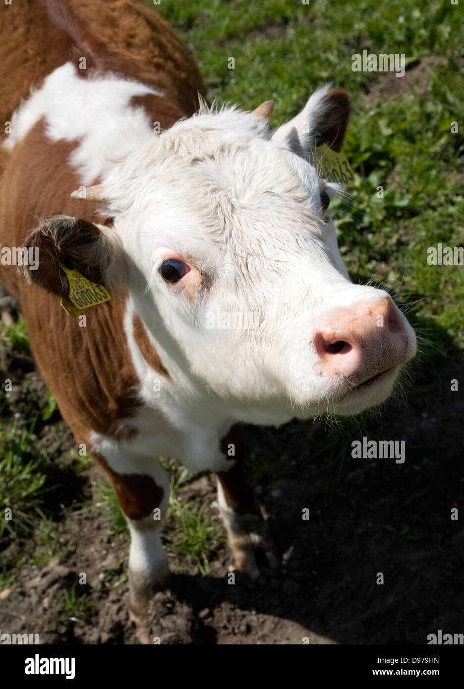 Kalb mit Ohrmarken in einer Herde von reinen Hereford-Rinder bei Boyton Sümpfe, Suffolk, England Stockfoto