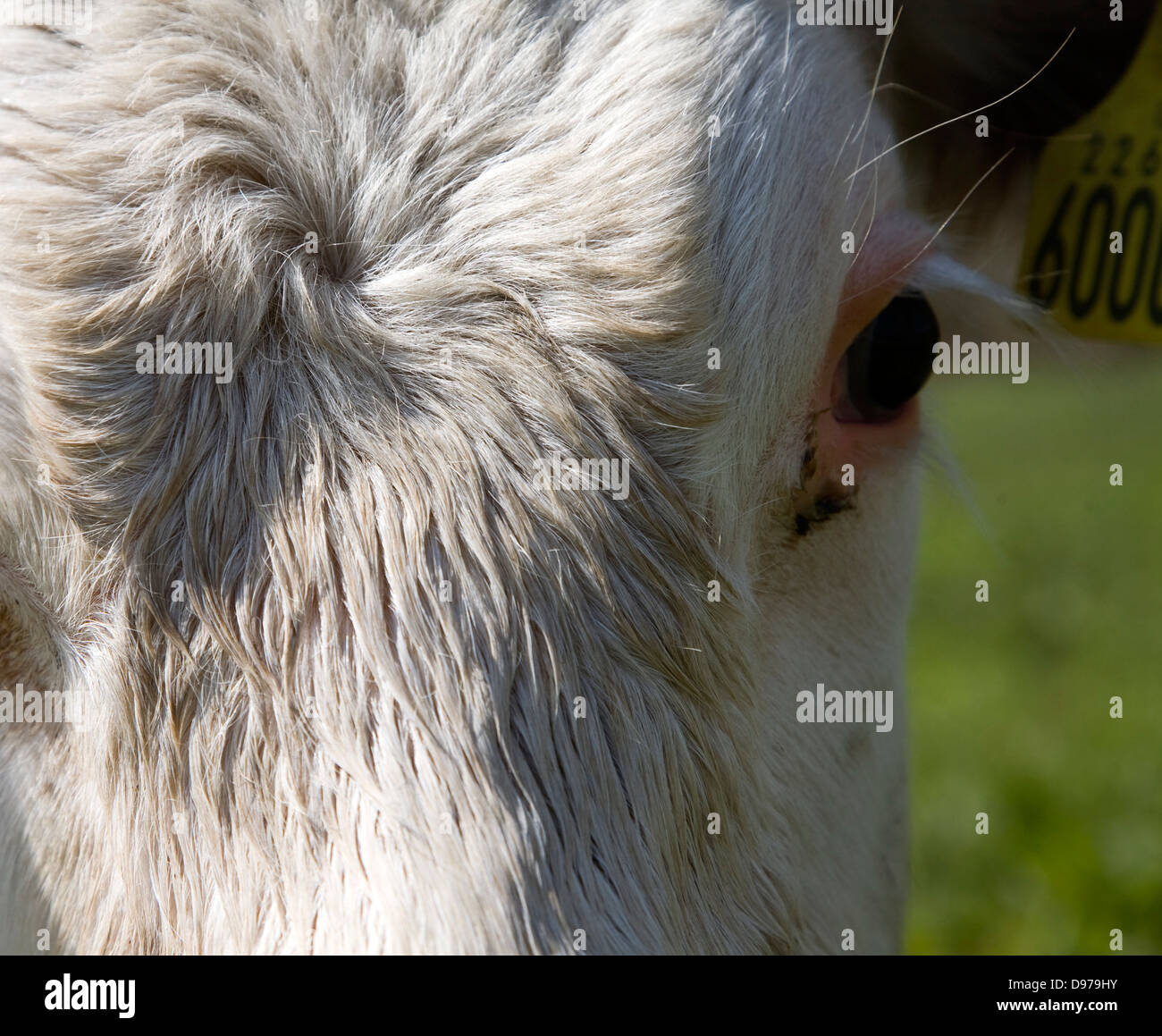 Nahaufnahme von Kopf und Augen Herde von reinen Hereford-Rinder bei Boyton Sümpfe, Suffolk, England Stockfoto