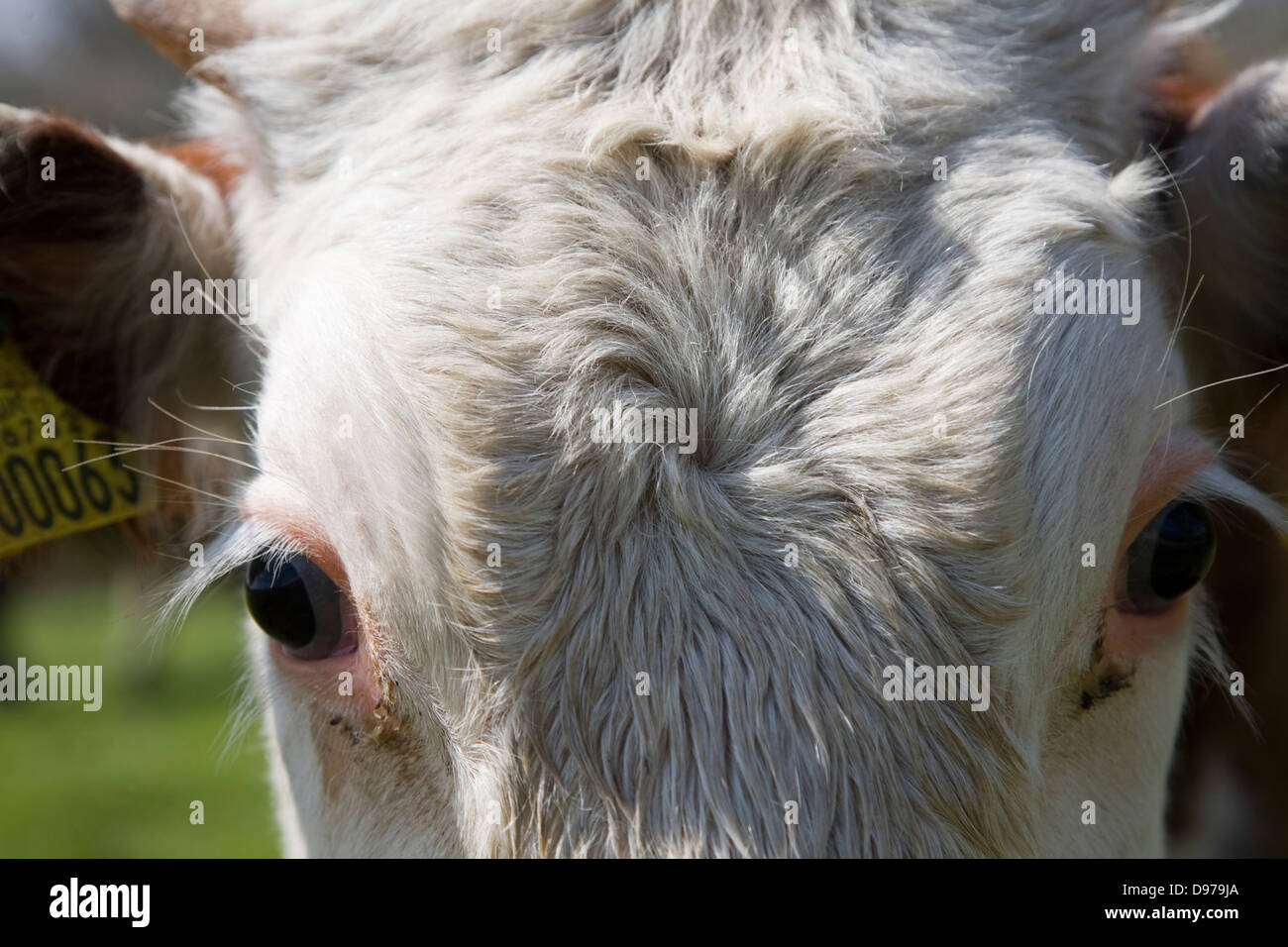 Nahaufnahme von Kopf und Augen Herde von reinen Hereford-Rinder bei Boyton Sümpfe, Suffolk, England Stockfoto