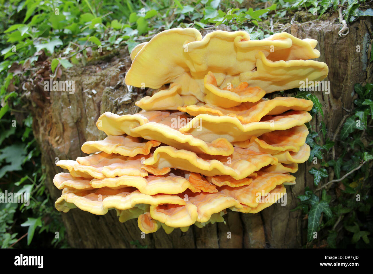 Huhn von The Woods Laetiporus schwefelhaltigen Stockfoto