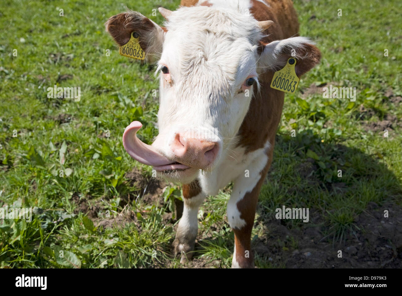 Kalb mit seiner Zunge heraus lecken in einer Herde von reinen Hereford-Rinder bei Boyton Sümpfe, Suffolk, England Stockfoto
