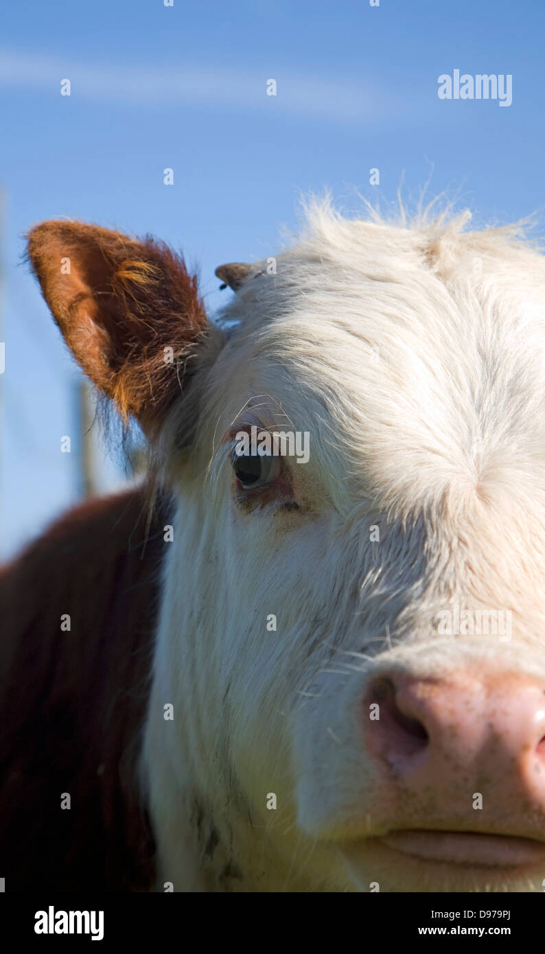 Nahaufnahme von Gesicht und Nase Herde von reinen Hereford-Rinder bei Boyton Sümpfe, Suffolk, England Stockfoto