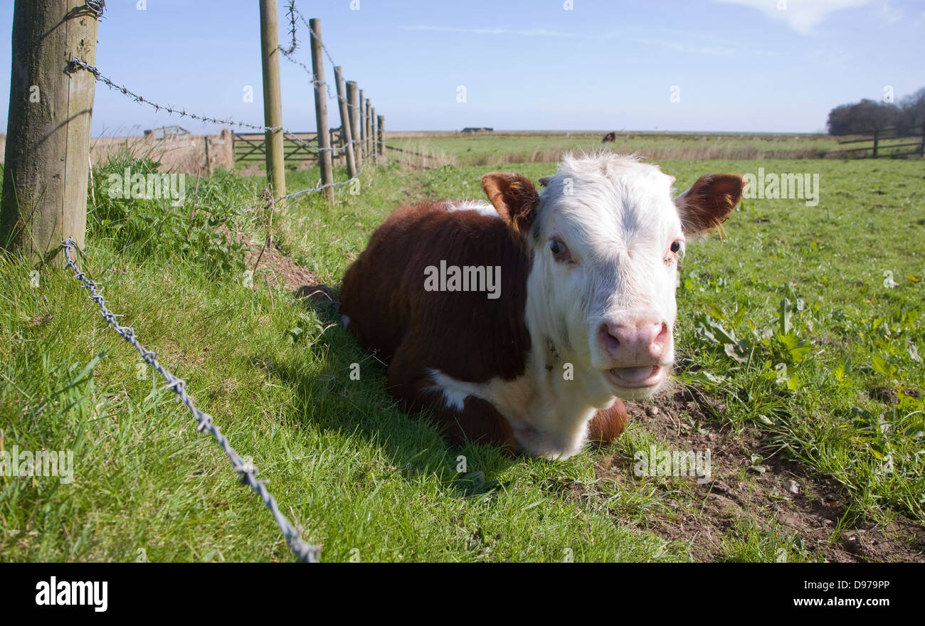 Kalb im Feld in Herde von reinen Hereford-Rinder bei Boyton Sümpfe, Suffolk, England Stockfoto