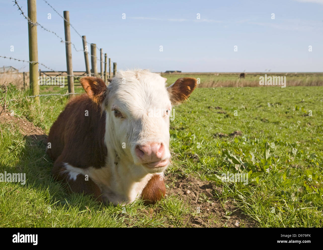 Kalb im Feld kauen Wiederkäuen in einer Herde von reinen Hereford-Rinder bei Boyton Sümpfe, Suffolk, England Stockfoto