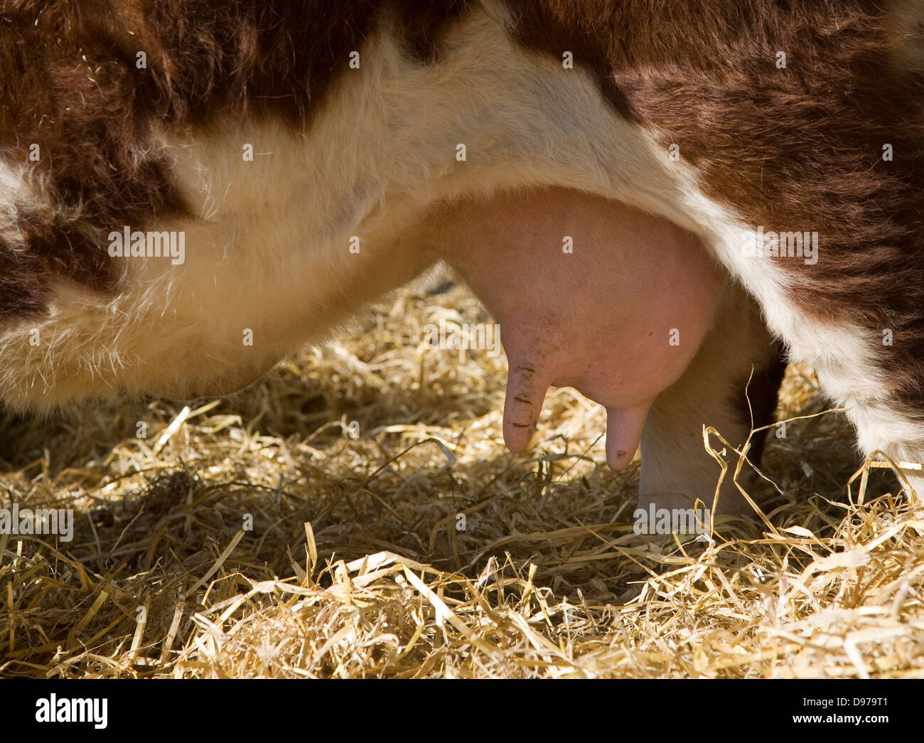 Kuh-Euter-Herde von Hereford-Rinder bei Boyton Sümpfe, Suffolk, England Stockfoto